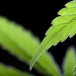 An Unusual Argument for the Legalization of Marijuana