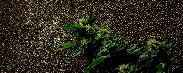 Medicinal Cannabis