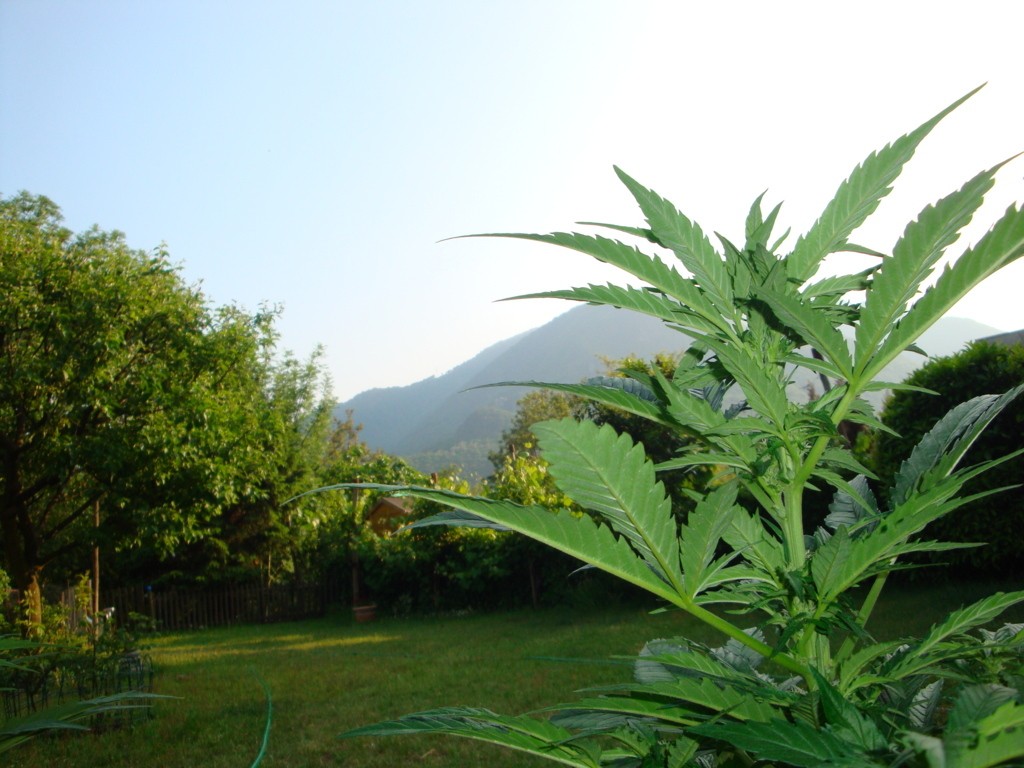 4705_skunk_1 (2)