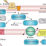 Cannabinoid Science 101: What is Anandamide?