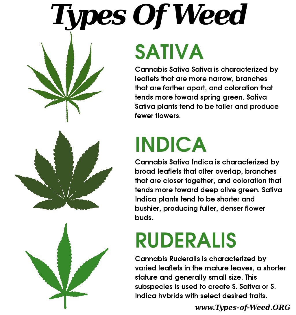 real difference between indica, sativa and ruderalis | Grasscity Forums