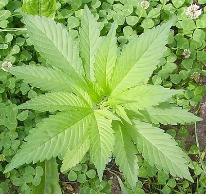 Hemp can save the world