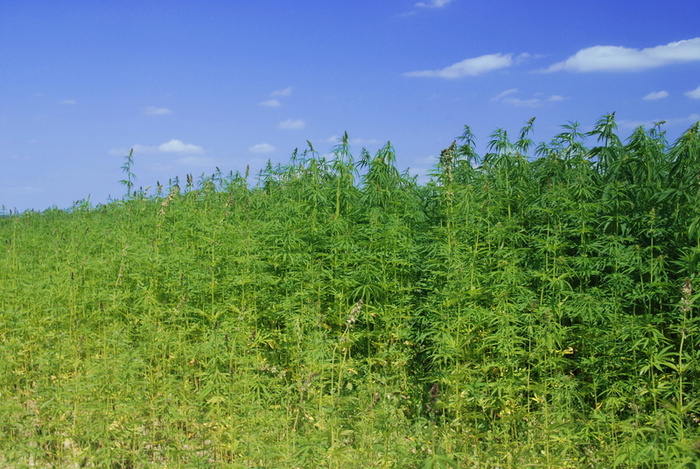 How to start a hemp business UK - 1 - Hemp fields are increasingly common in the rural areas of England