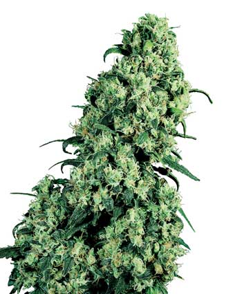 What is Skunk - 1 - Skunk No. 1 is the variety that popularised 'skunk' as a umbrella term for high-potency cannabis
