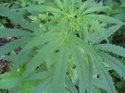 An Update on Industrial Hemp in the USA - 2.