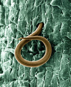 Una imagen sorprendente y hermosa de un nematodo parásito interno de las raíces, con el que acaba el cannabis (© USDAgov)