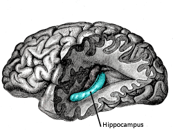 El hipocampo es un área del cerebro que se parece bastante a un caballito de mar, y es la sede de los procesos interrelacionados de estímulo, recompensa y adicción (© Wikimedia Commons)