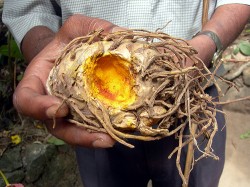 le rhizome de curcuma contient de la curcumine, dont la capacité à ralentir la prolifération de la croissance cellulaire cancéreuse a été démontrée (Steenbergs) 