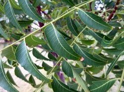 l'un des ingrédients actifs de l'arbre neem, la gédunine, a démontré sa capacité à déclencher la mort des cellules cancéreuses (WL Cutler)