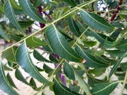 l'un des ingrédients actifs de l'arbre neem, la gédunine, a démontré sa capacité à déclencher la mort des cellules cancéreuses (WL Cutler)  