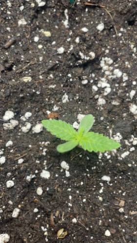 Geef beoordeling weer met deze foto