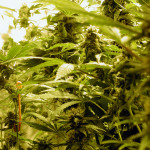 A medicinal crop of Shiva Shanti, a potent Cannabis Indica strain