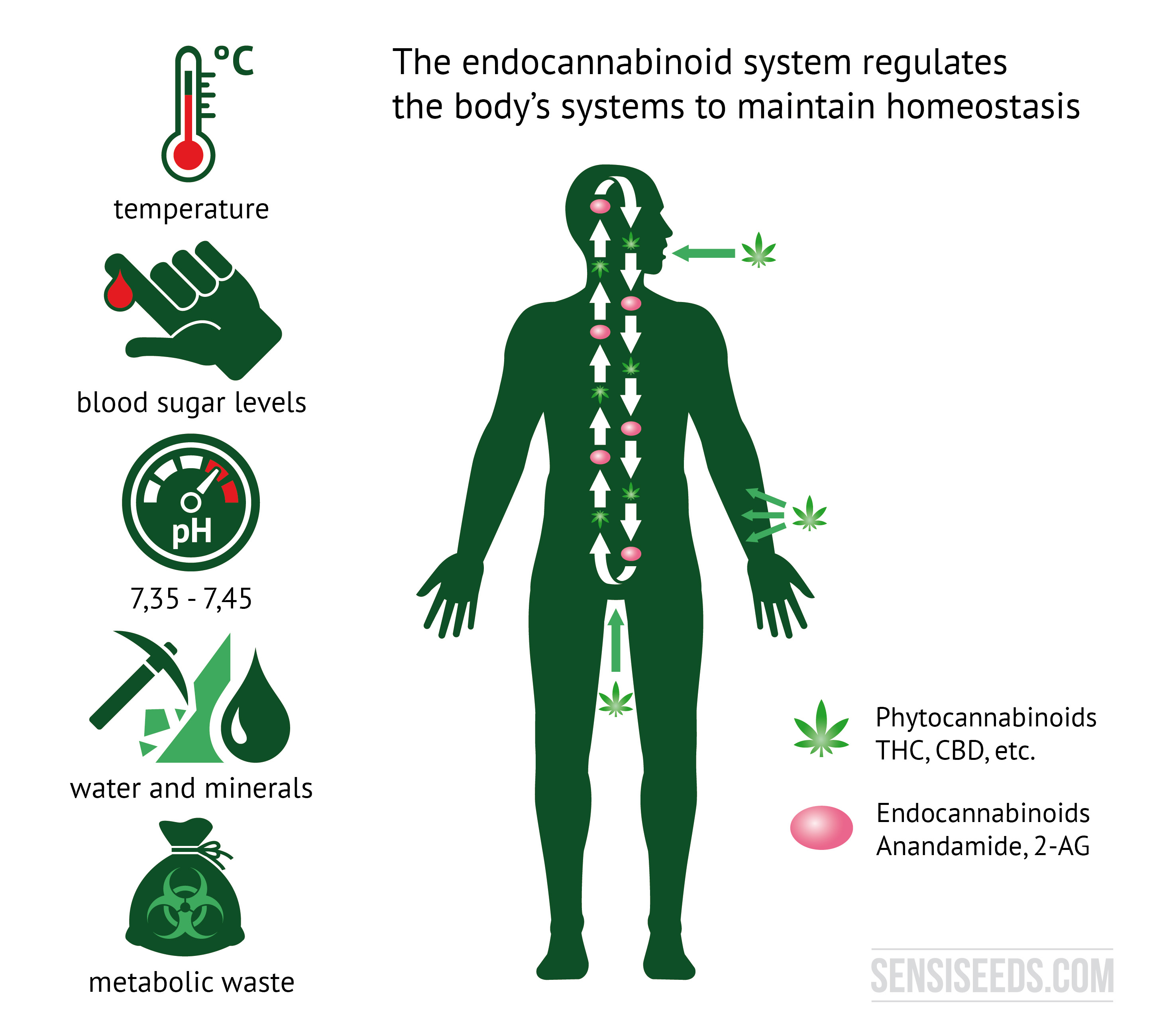 blood level the glucose diagram loop feedback Endocannabinoid work it system: is does it & How What