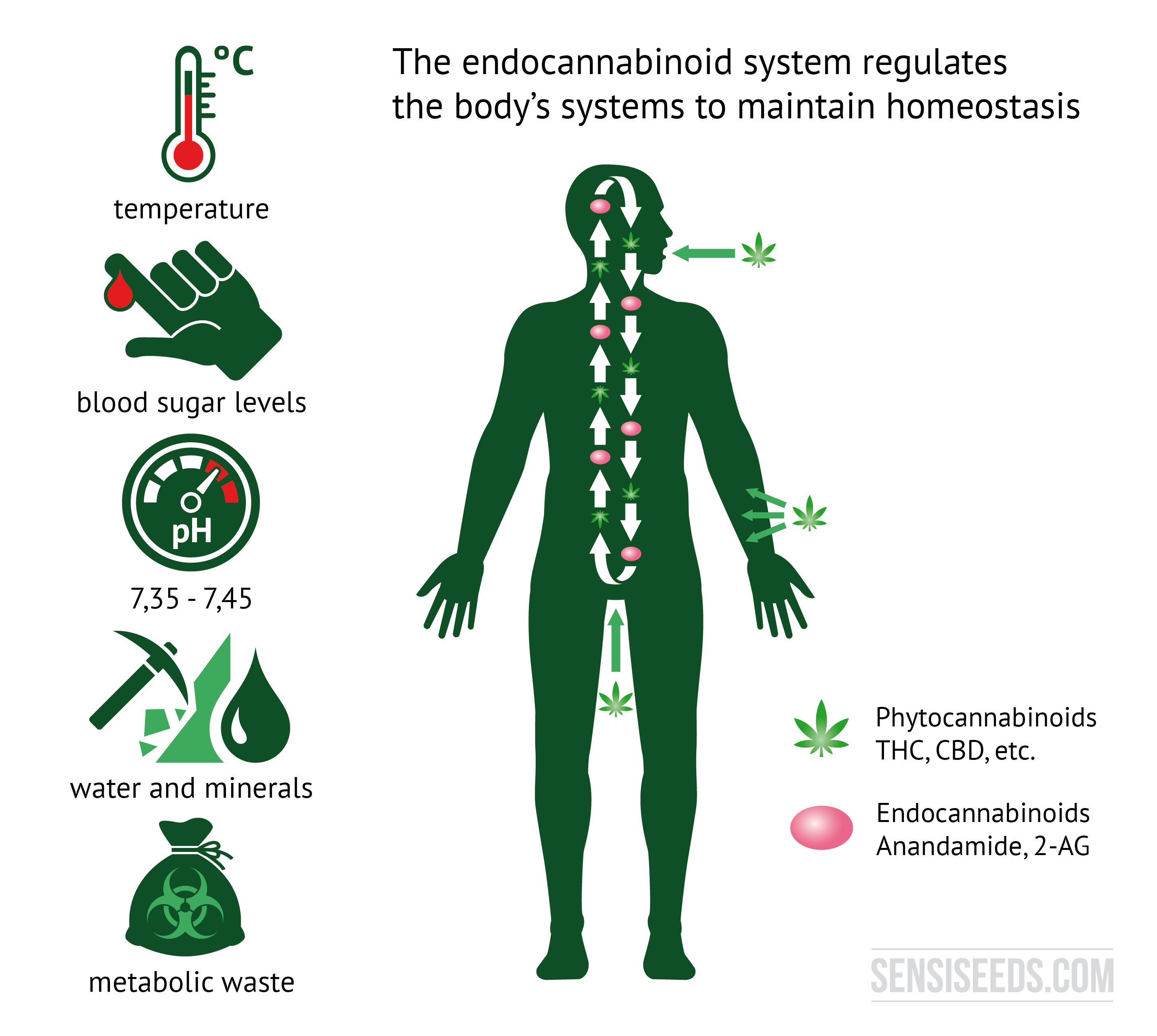 Endocannabinoid System What Is It How Does It Work Sensi Seeds