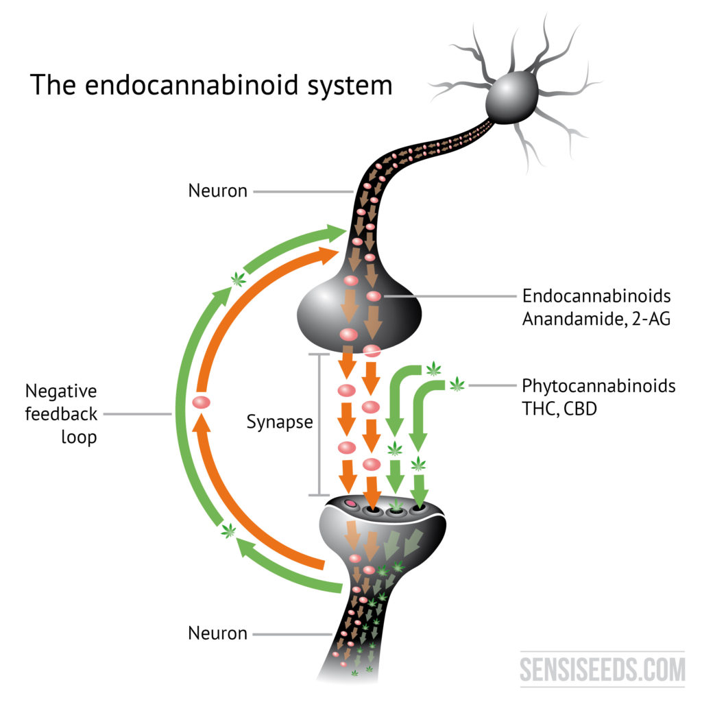 Illustration of endocannabinoid system