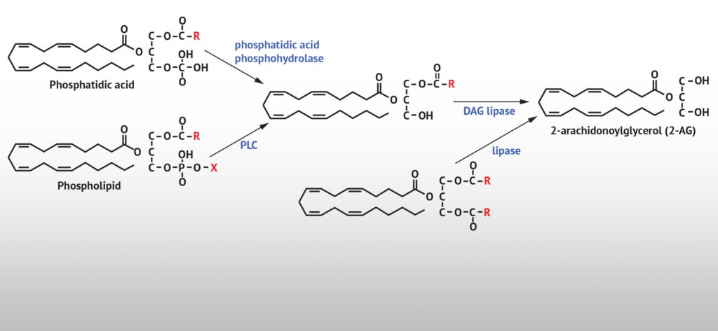 La synthèse du 2-AG par les phospholipides précurseurs, provoquée par les actions du diacyglycérol lipase (DAGL).