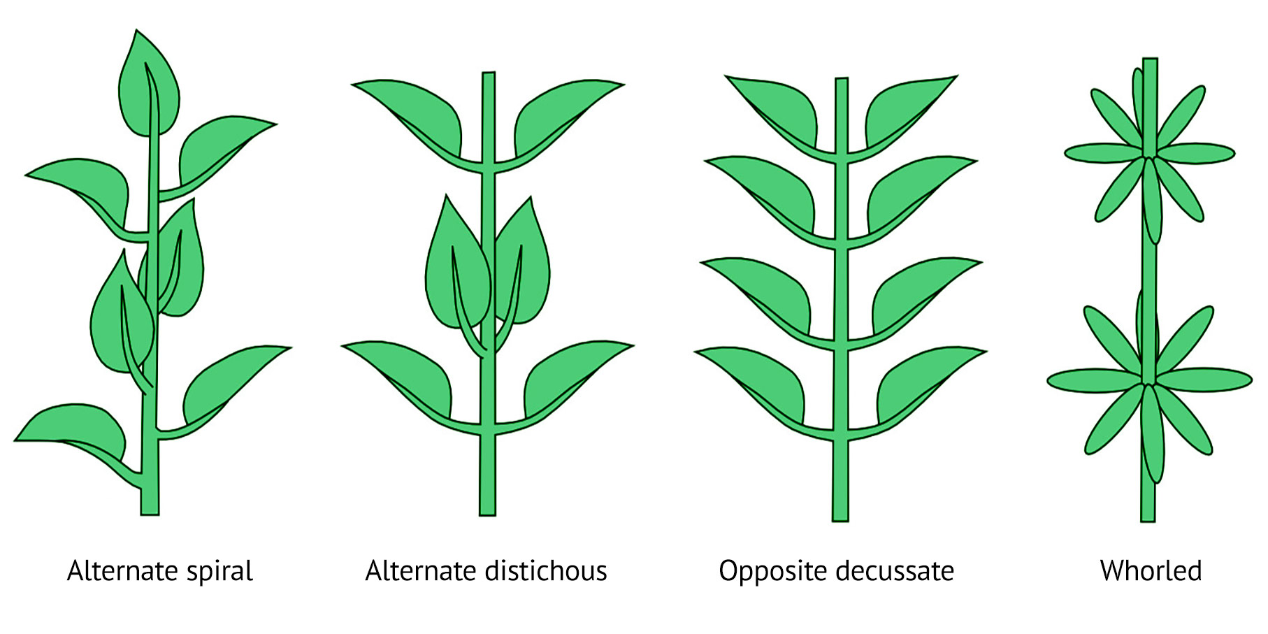 Spiral Leaf Arrangement Examples