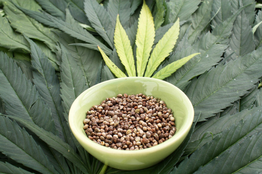 How to start a hemp business: UK