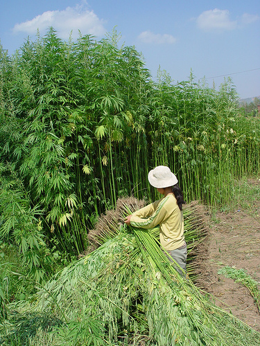 Le cannabinoïde prédominant dans le chanvre industriel est le CBD
