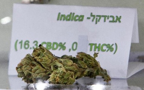Momenteel worden voor medicinaal gebruik soorten met een hoog gehalte CBD en een laag gehalte THC ontwikkeld, zoals de Israëlische soort "Avidekel"