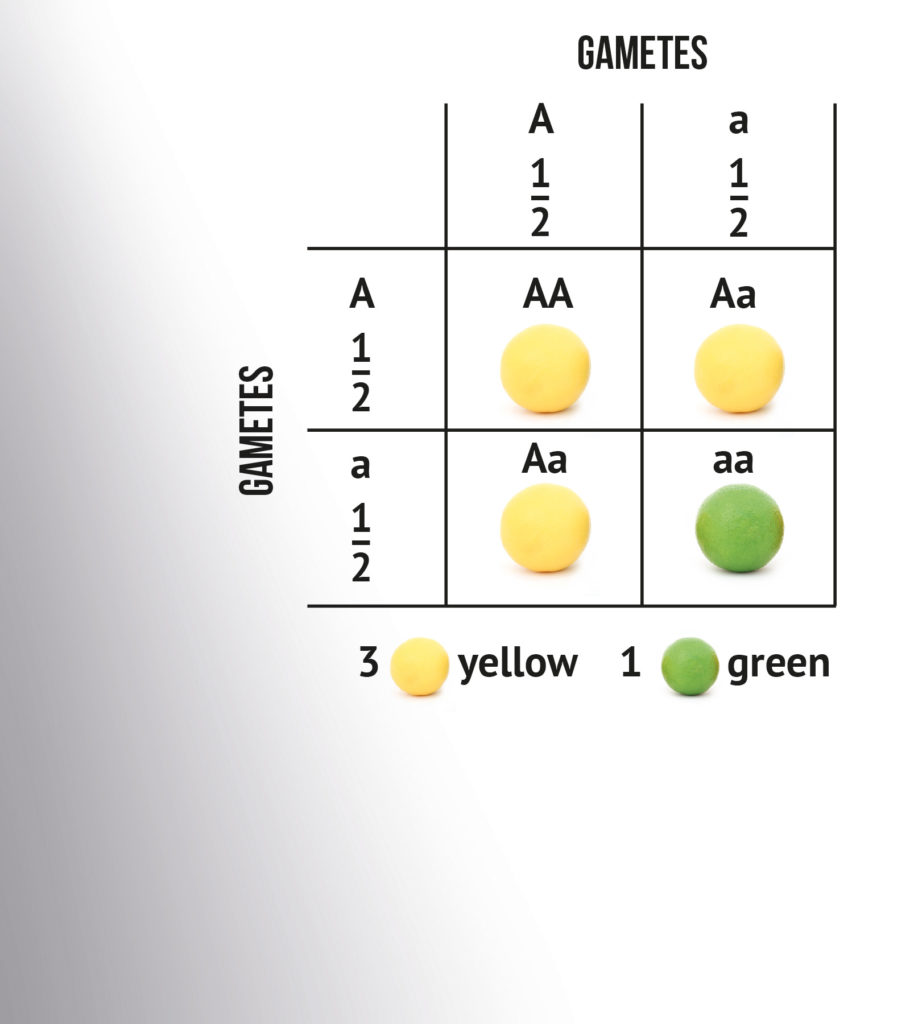 Marijuana Genetics Chart