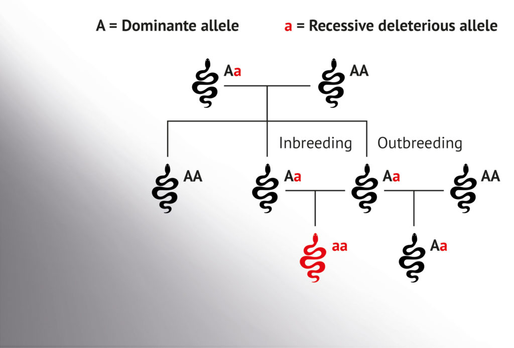 A simple diagram showing the potential for inbreeding to render unwanted, recessive traits dominant