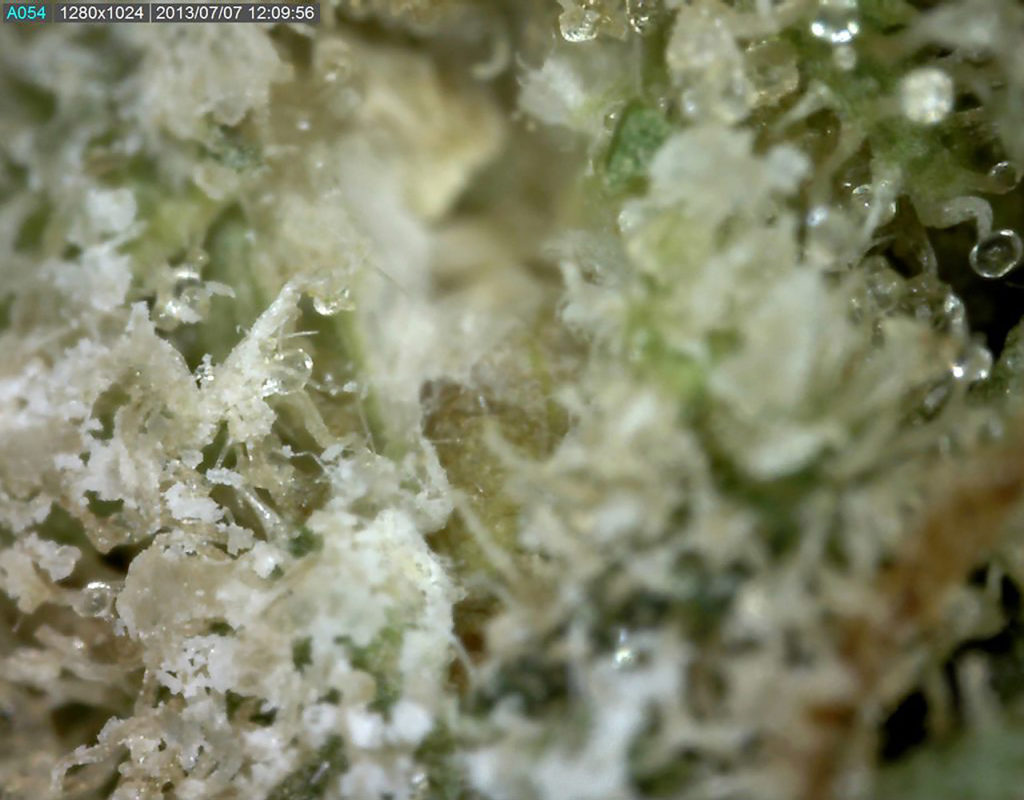 Cannabis contaminado con spray de cabello (Laca)
