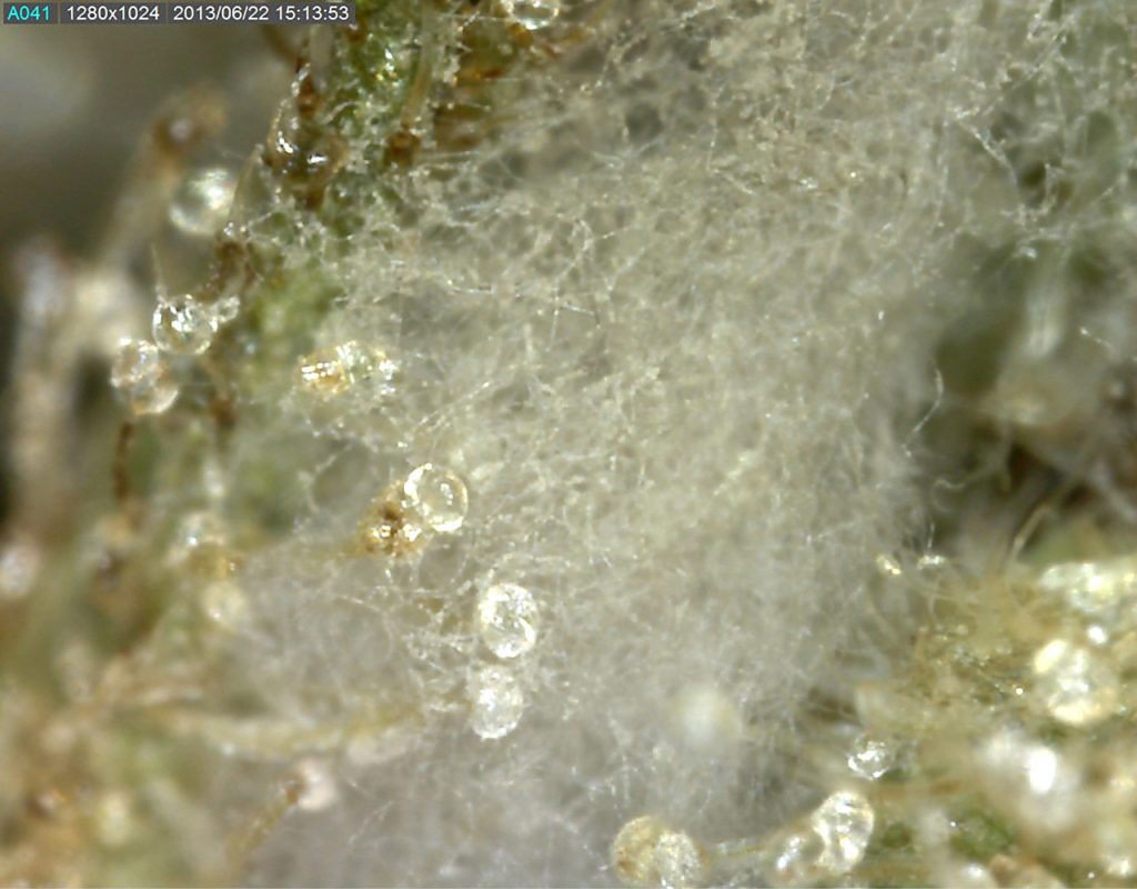 Cannabis contenant de la moisissure