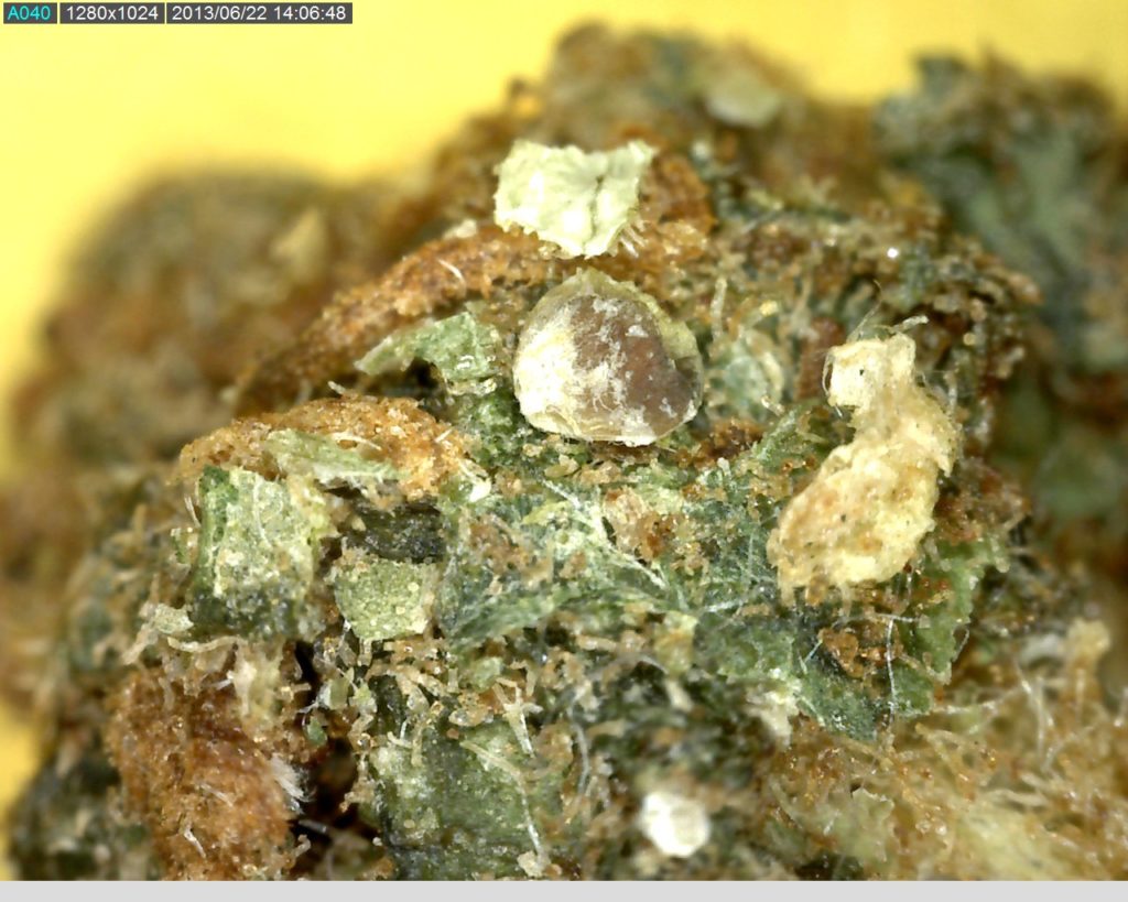 How To Tell If Weed Is Sprayed Streckmittel in Cannabis - Teil 1