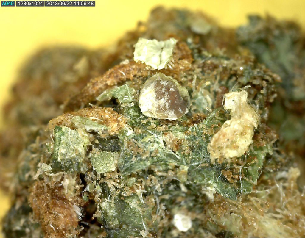 Cannabis contaminado con arena