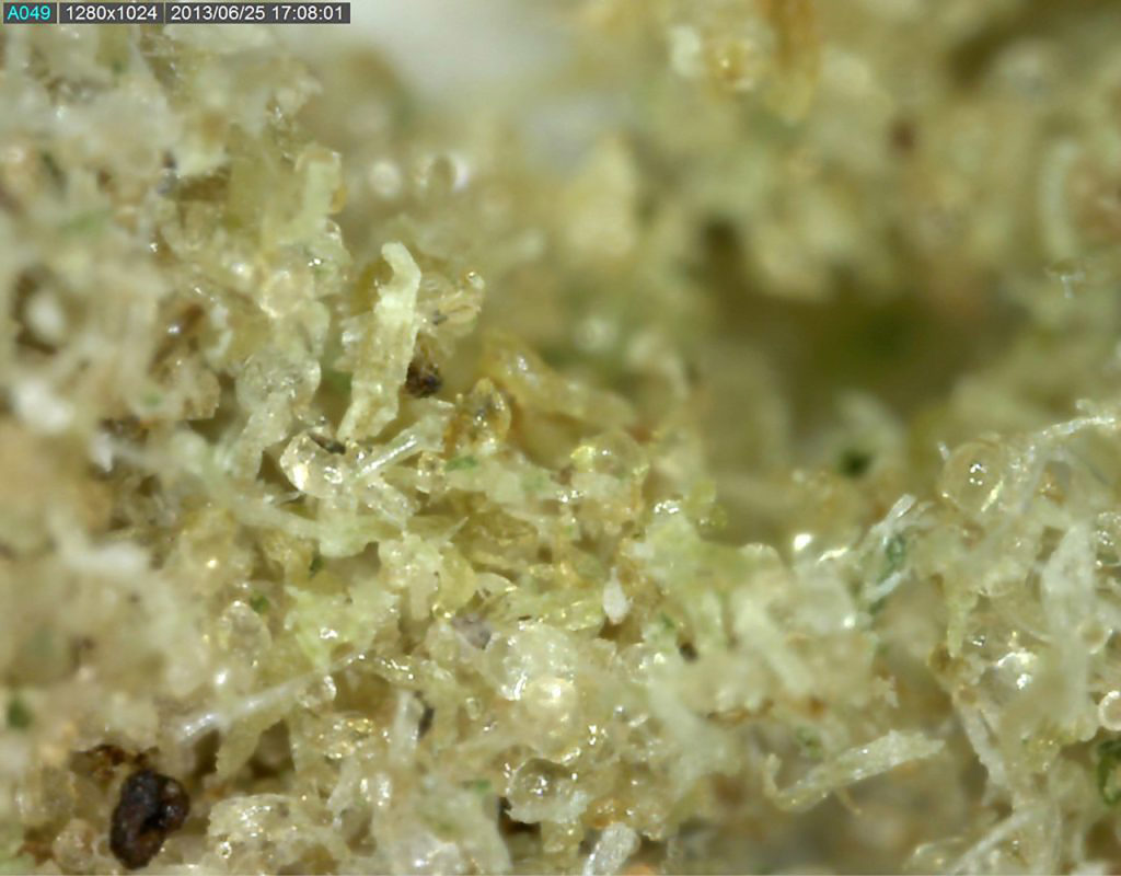 Cannabis contenant des oeufs d'araignées rouges