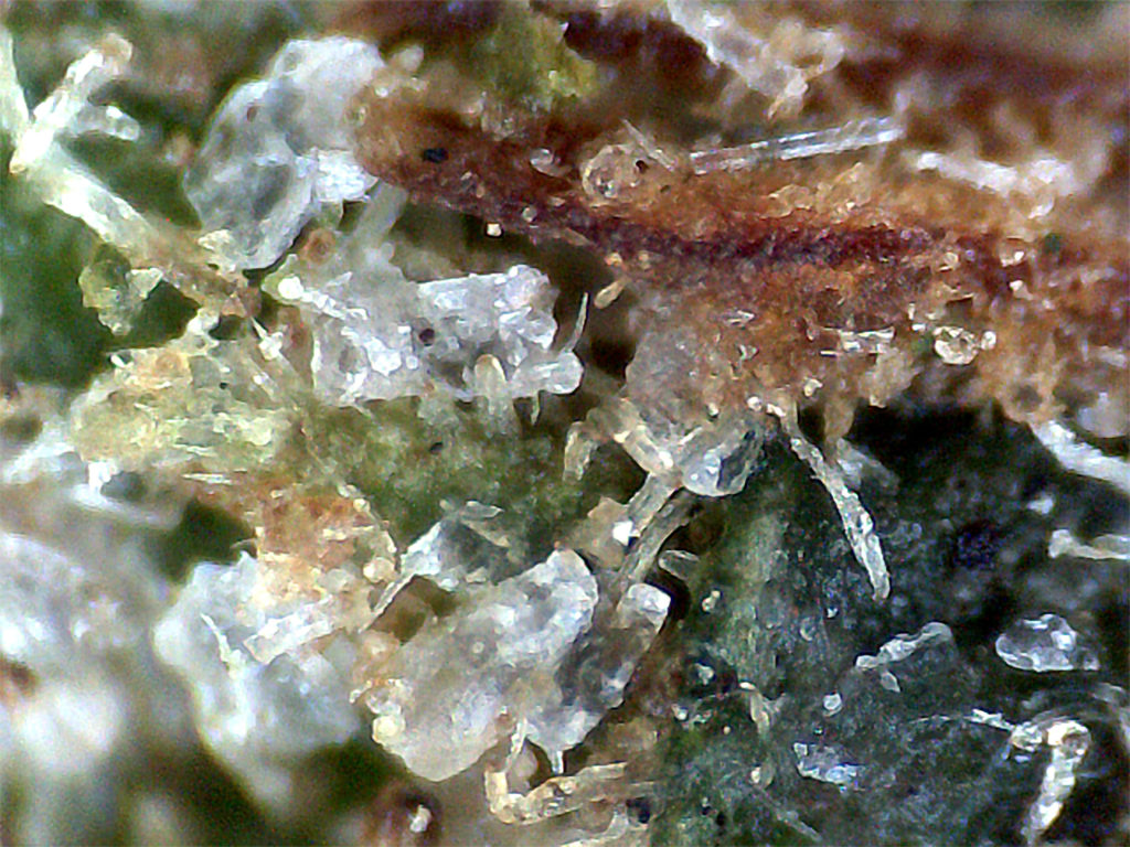 Cannabis contaminado con azúcar