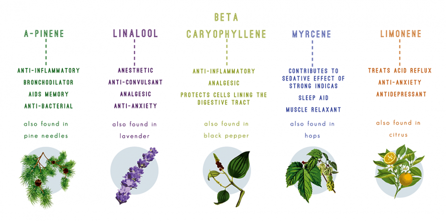 Terpenen in CBD-olie
