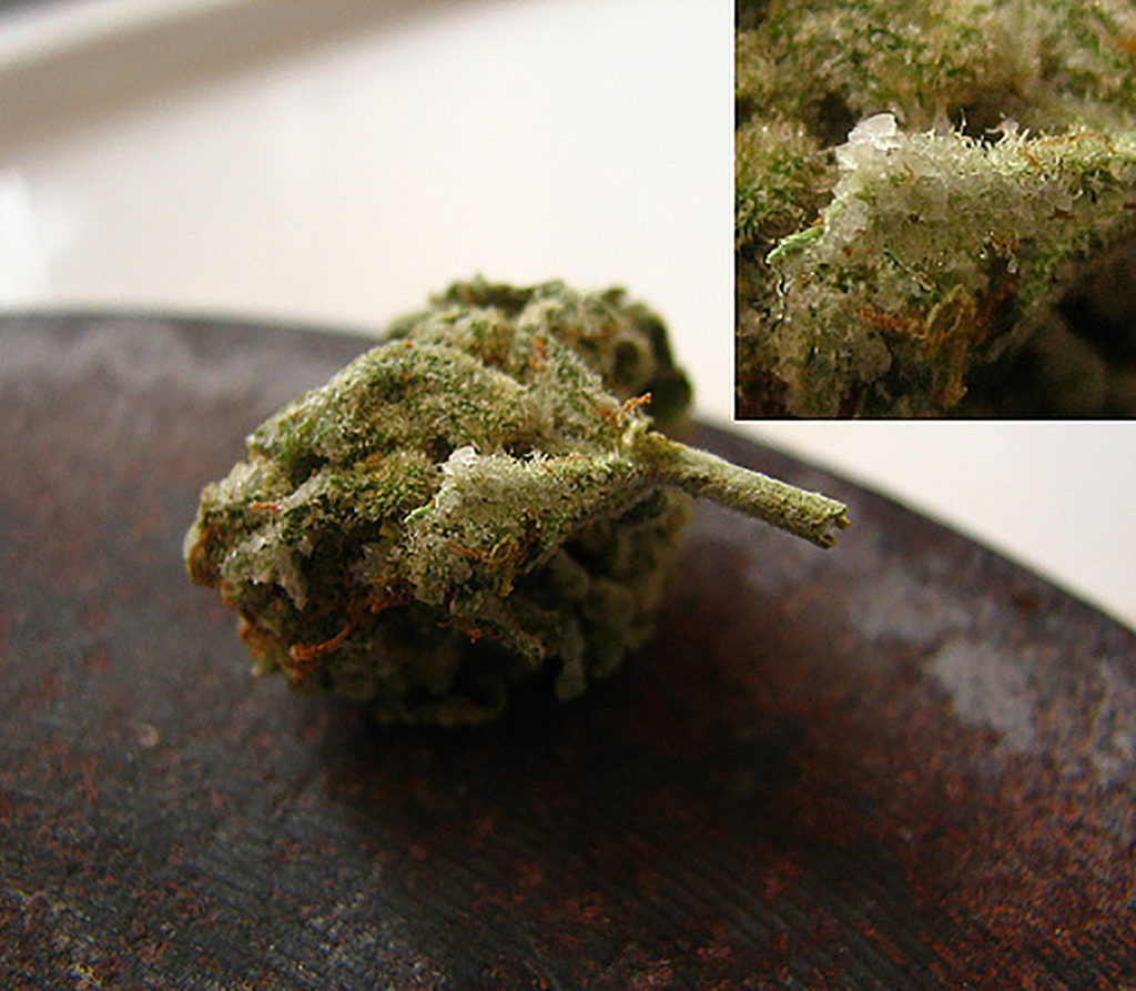 Se pueden encontrar rastros visibles de contaminantes en el cannabis pulverizado durante la inspección