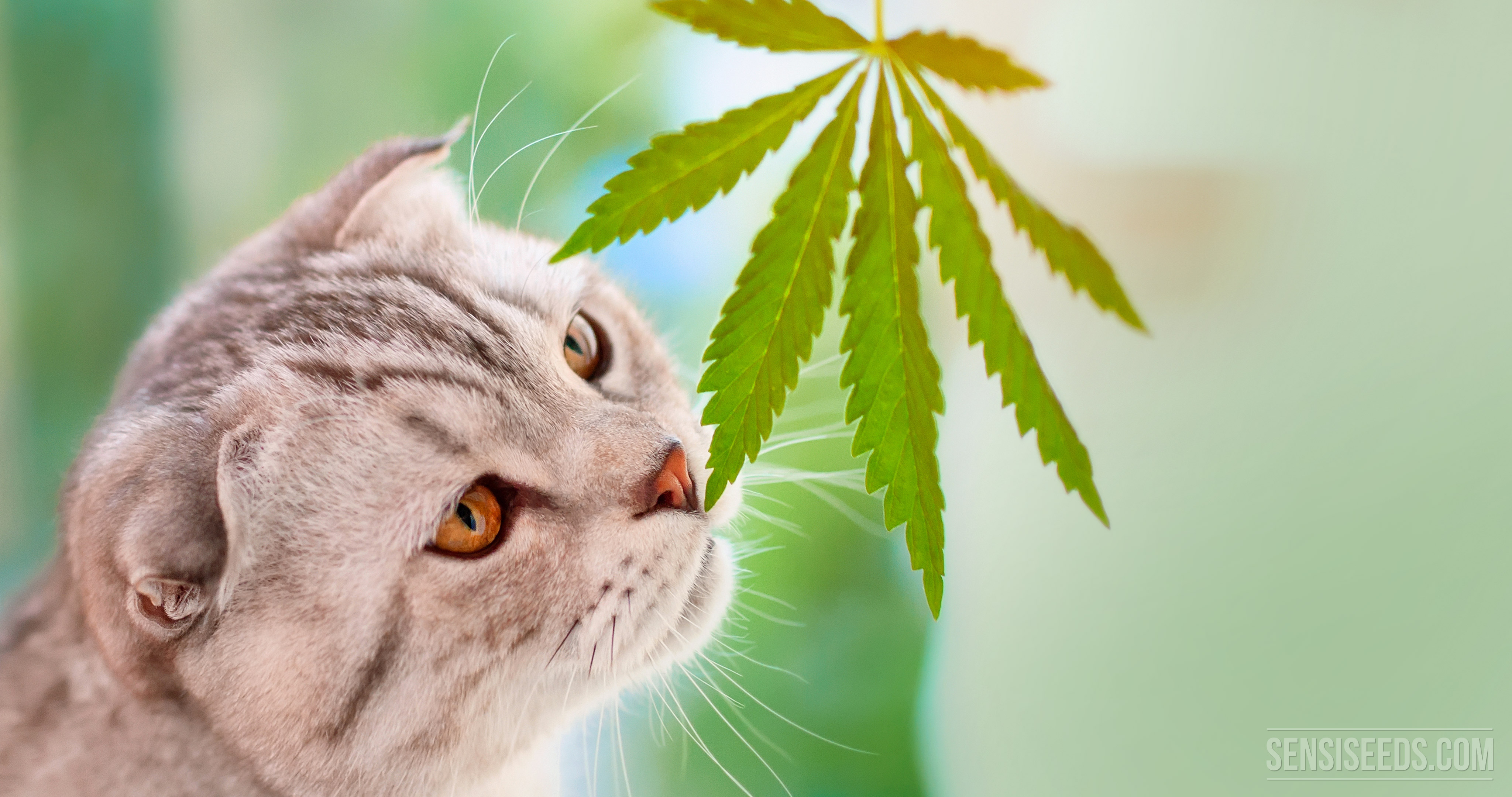 Cannabis-and-pets-SensiSeeds-1.jpg
