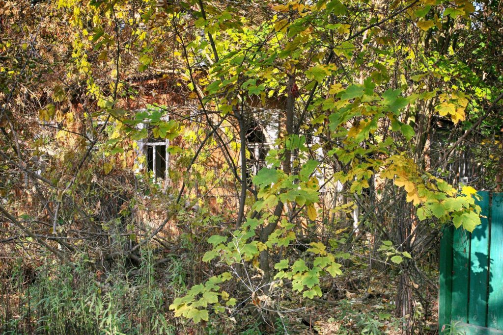 An old house with vegetation around it