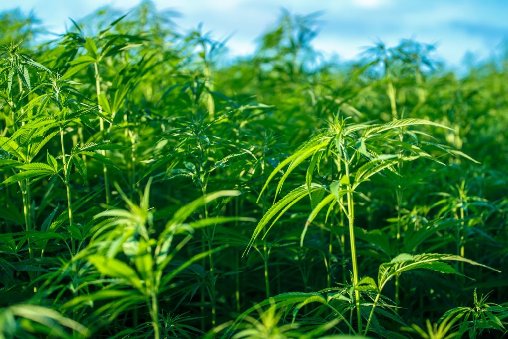 Hemp and the Decontamination of Radioactive Soil