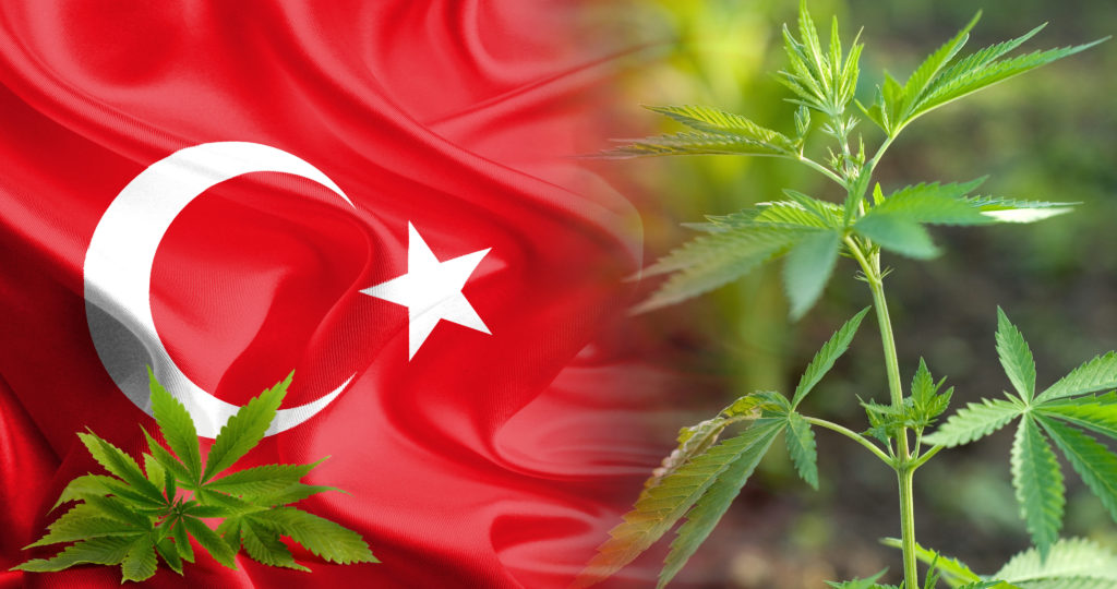 40-cannabis-in-Turkey_4K-3-1024x540.jpg