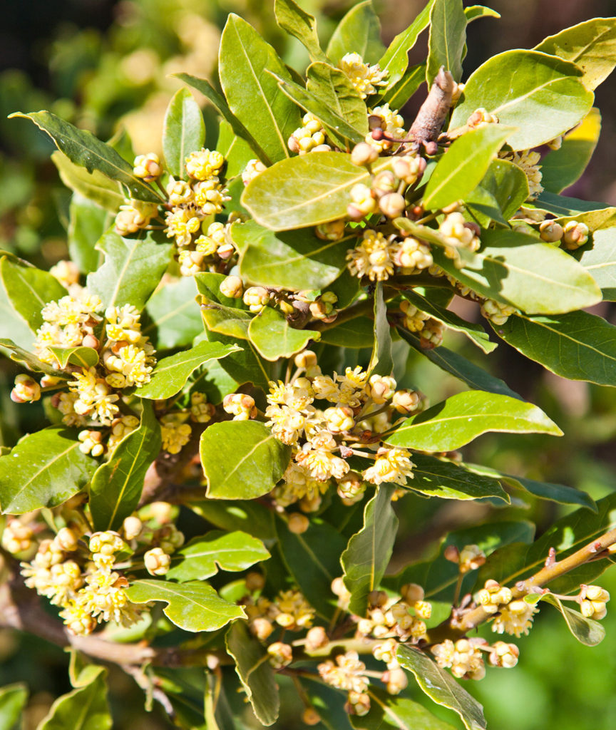 Le laurier et de nombreuses herbes apparentées contiennent du linalol, qui est connu comme sédatif, relaxant musculaire et anxiolytique