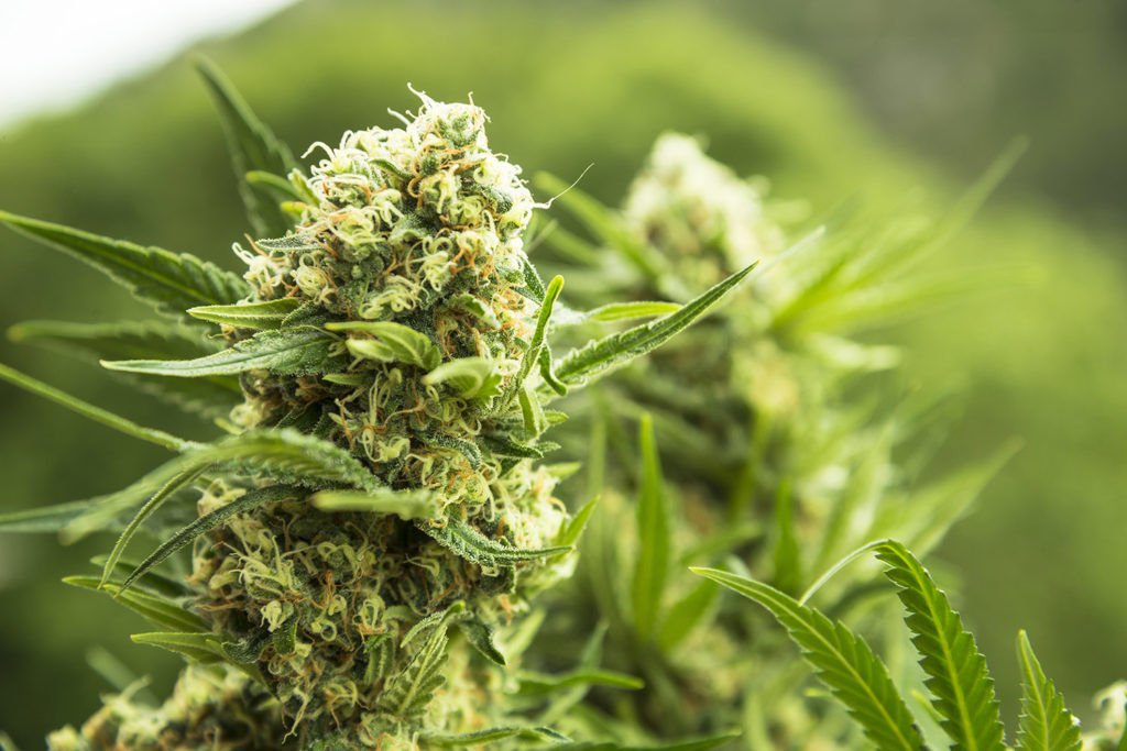 Over 120 different terpenes and terpenoids have been isolated from cannabis, and many have medicinal properties of their own