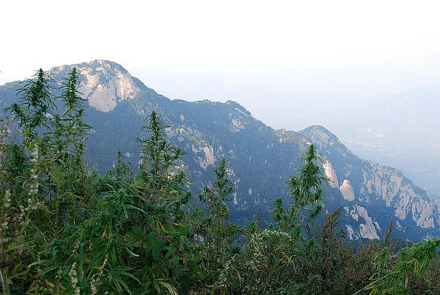 Cannabis in China - Blog Sensi Seeds