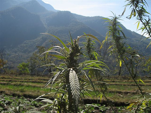 Cannabis in China - Blog Sensi Seeds