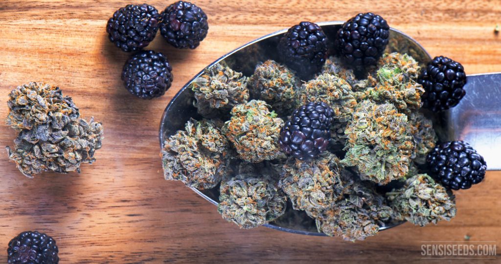 Medizinische Eigenschaften von Terpenen und Terpenoiden