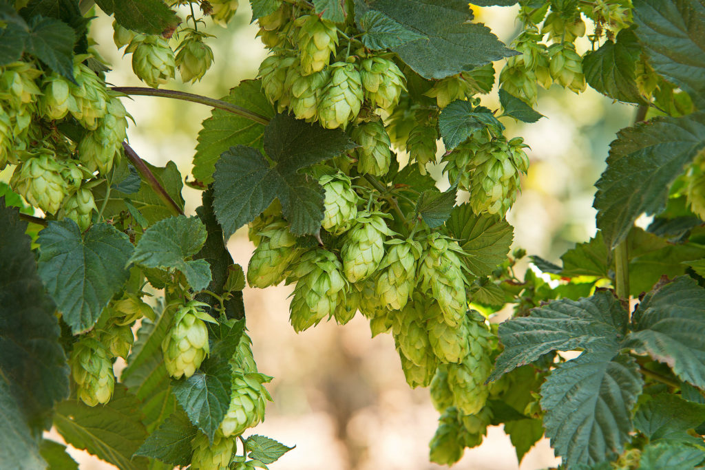Medicinal Properties of Terpenes & Terpenoids