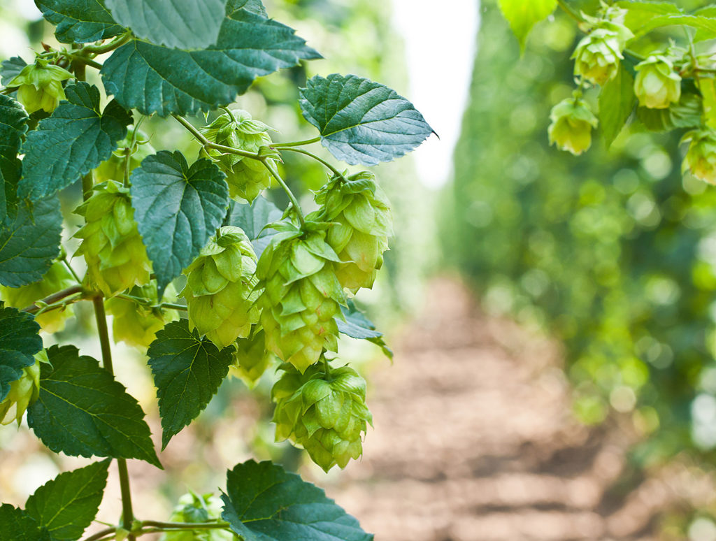 Cannabis, Hopfen, Rosmarin und Gewürznelken enthalten ß-Caryophyllen, das einzige Terpen, von dem bekannt ist, dass es die Cannabinoidrezeptoren beeinflusst