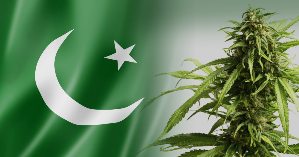 26-cannabis-in-Pakistan_4K