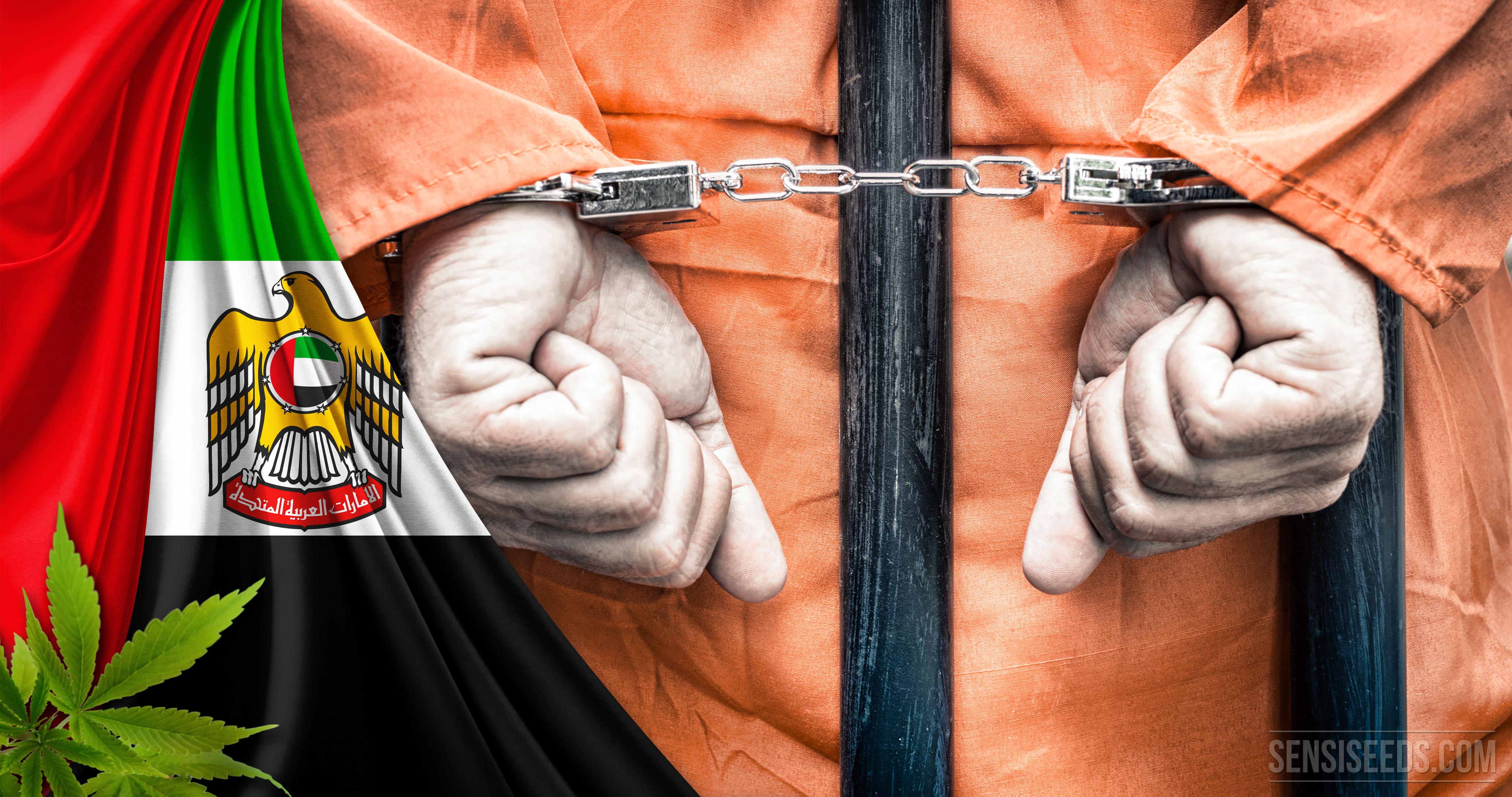 Cannabis en los Emiratos Árabes Unidos Sensi Seeds