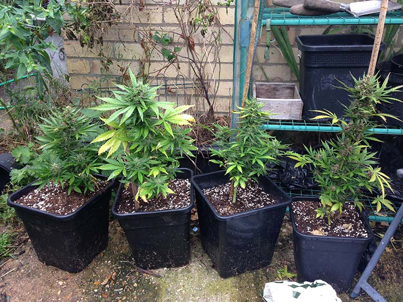 Les variétés de cannabis à autofloraison atteignent normalement une hauteur d’environ 40 à 50 cm