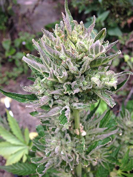 Les variétés d cannabis à autofloraison sont maintenant bien plus puissantes que leurs prédécesseurs