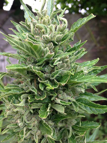 Una White Diesel Haze autofloreciente cubierta de cristales